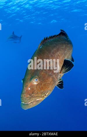 Black Grouper (Mycteroperca Bonaci), Nationalpark Jardines De La Reina, Kuba Stockfoto