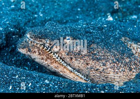 Porträt des Stargazer Schlangenaals (Brachysomophis cirrocheilos), Lembeh Meerenge, Nord sulawesi, Indonesien Stockfoto