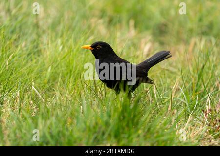 Schwarzvogel (Turdus merula), , Männchen, im Gras stehend, Vulkaneifel, Rheinland-Pfalz, Deutschland Stockfoto