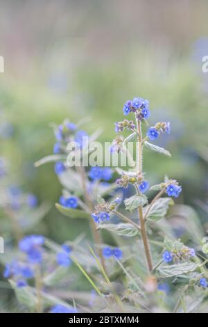 Die winzigen zarten hübschen blauen Blüten der grünen Alkanet-Pflanze. Pentaglottis sempervirens. Stockfoto