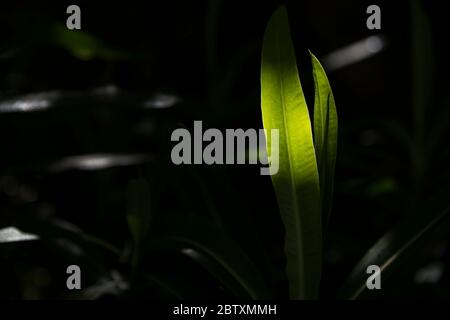 Ein Blatt, das von getupfeltem Sonnenlicht hinterleuchtet wird, das an einem dunklen Ort in einem Garten wächst. Stockfoto