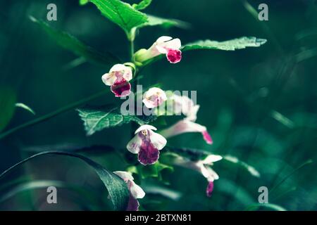 Lady Slipper Orchidee Cypripedium reginae weiße und lila Blume, selektiver Fokus. Unscharfer Hintergrund. Stockfoto