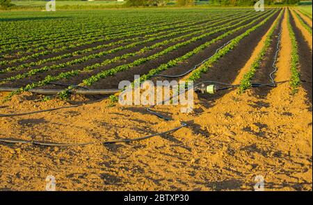 Kartoffelfeld in Yorkshire. Reihen von gepflanzten Kartoffeln während eines langen trockenen Sommers mit Wasser Bewässerung läuft zwischen den Gräben. Horizontal. Stockfoto