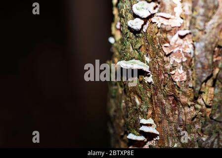 Polipori, parasitäre Pilze, in der Dicke des Holzes auf Rinde. Stockfoto
