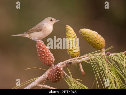 Gartenlaubsänger (Sylvia Borin) überwintert in Israel. Fotografiert auf einem Kiefernzweig im Naturschutzgebiet ein Afek, Israel Stockfoto