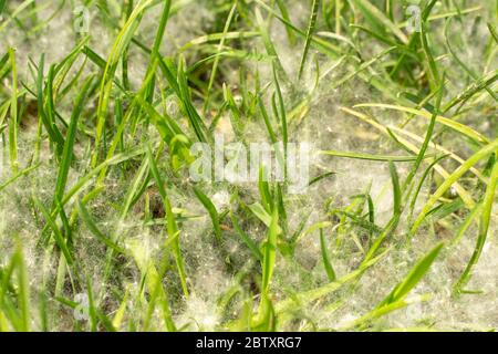Pappelflocken auf jungen Gras. Pappelflocken fallen von Bäumen Stockfoto