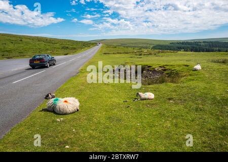 Schafe liegen in der Nähe einer Straße im Dartmoor Nationalpark. Jedes Jahr werden Schafe von unaufmerksamen oder rasenden Autofahrern getötet. Dartmoor, Devon, England, Großbritannien. Stockfoto