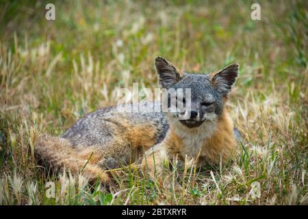 Ein endemischer Santa Cruz Island Fox, der auf Gras auf Santa Cruz Island, Channel Islands, Kalifornien, USA ruht. Stockfoto