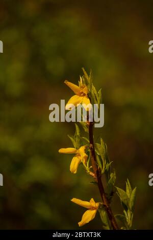 Gelbe Besen Blumen. Frühlingsbusch mit gelber Blüte Stockfoto