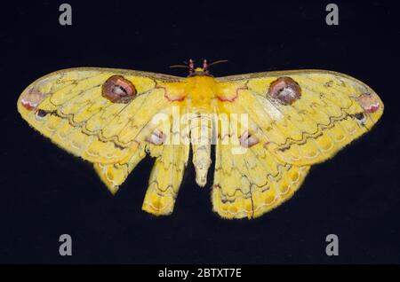 Goldener Kaiser Moth, Loepa katinka, Klungkung, Bali, Indonesien Stockfoto