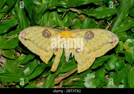 Goldener Kaiser Moth, Loepa katinka, auf Gras, Klungkung, Bali, Indonesien Stockfoto