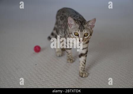 Silber Pedigree Bengalen Stockfoto