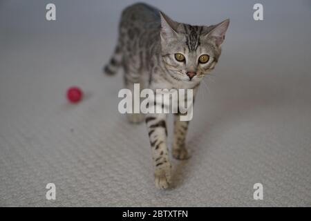 Silber Pedigree Bengalen Stockfoto