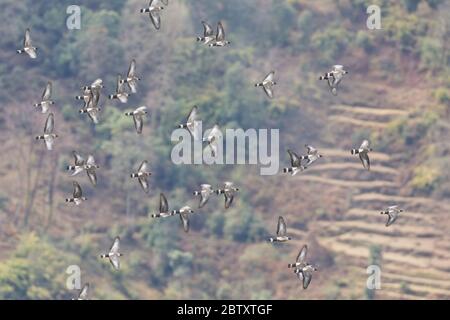 Schneetaube (Columba leuconota) in Uttarakhand, Indien Stockfoto