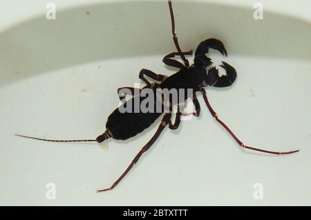 Vinegaroon, Telyphonidae Familie, in Toilettenschüssel, Weda, Halmahera, Indonesien Stockfoto