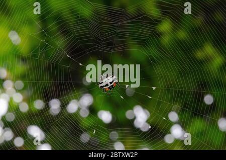 Crablike Spiny Orbweaver Spinne, Gasteracantha cancriformis, mit gemustertem Karapaz, Weda, Halmahera, Indonesien Stockfoto