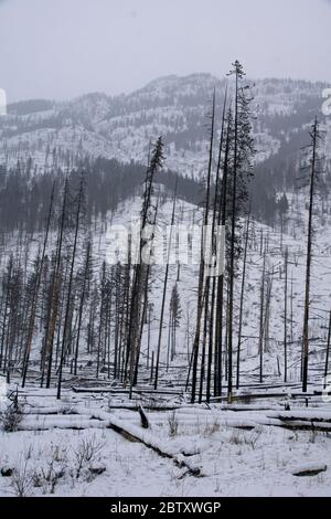 Winter im Banff National Park in den kanadischen Rocky Mountains Stockfoto