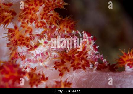 Eine Nahaufnahme eines bunten Paares von weichen Korallenkrebsen (Candy Crabs), getarnt zwischen weichen Korallen, im Komodo-Nationalpark, Indonesien. Stockfoto