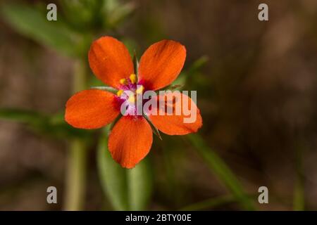 Die kleine, sich niederstreckende, schleichende Pflanze, Scarlet Pimpernel, wächst auf Ackerboden, Brachland und Grasland in Großbritannien und Europa. Stockfoto