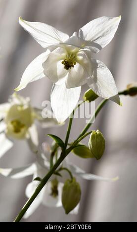 Die Blume einer weißen Kolumbine, von unten und hinten beleuchtet. Stockfoto