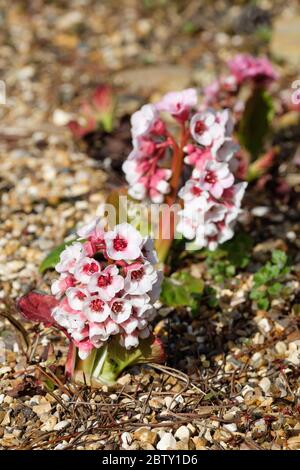 Bergenia crassifolia herzblättrige Bergenie, Herzblatt Bergenie, Leder Bergenie, Winter blühende Bergenie, Elefantenohren, Elefantenohren Stockfoto