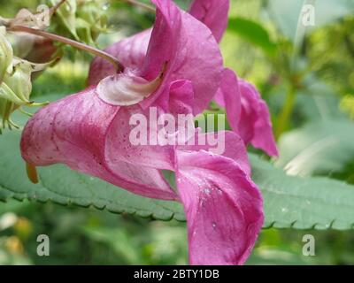 Nahaufnahme einer rosa Blume Stockfoto