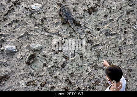 Asiatischer Wasserwächter, Varanus-Salvator, Thailand Südostasien Stockfoto