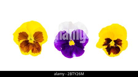 Schöne Viola Blumen isoliert auf weißem Hintergrund. Studio-Foto Stockfoto