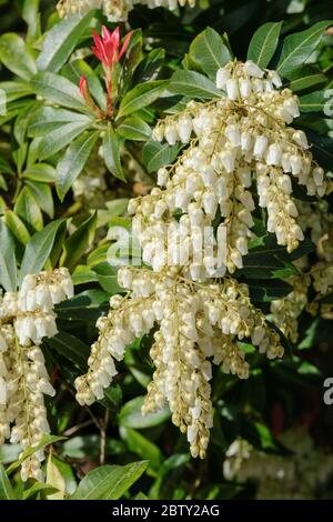 Weiße/cremefarbene Blüten von pieris floribunda 'Forest Flame' im frühen Frühjahr Stockfoto