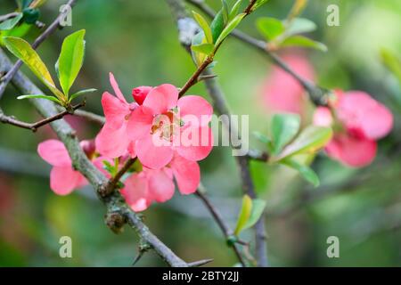 Chaenomeles Superba „Pink Lady“. Japanischer Quitten 'Pink Lady', blühende Quitte Stockfoto