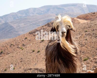 Ziege auf den Berghängen des Wadi Fins, Sultanat Oman, Naher Osten Stockfoto