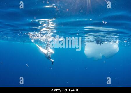 Ein erwachsener Südfulmar (Fulmarus glacialoides), der sich unter Wasser auf Krill in Lindblad Cove, Trinity Peninsula, Antarktis, Polarregionen ernährt Stockfoto