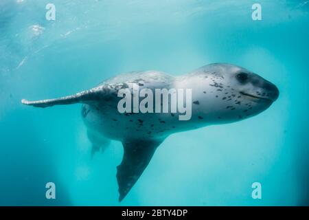 Ein neugieriger Leopardenrobbe (Hydrurga leptonyx), Unterwasser auf Monroe Island, South Orkney Islands, Antarktis, Polarregionen Stockfoto