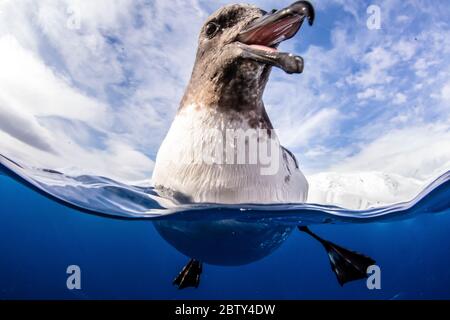 Ein neugieriger Erwachsener Umhang-Sturmvogel (Daption capense), Lindblad Cove, Trinity Peninsula, Antarktis, Polarregionen Stockfoto