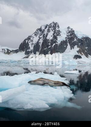 Ein erwachsener Leopardenrobbe (Hydrurga leptonyx), die in Girard Bay, Antarktis, Polarregionen auf Eis gezogen wurde Stockfoto