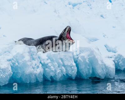 Eine ausgewachsene Leopardrobbe (Hydrurga leptonyx), die in der Cierva Cove, Antarktis, Polarregionen auf Eis gezogen wurde Stockfoto