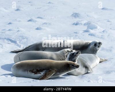 Adulte Krabbenrobben (Lobodon carcinophaga), aus der National Geographic Explorer im Lemaire Channel, Antarktis, Polarregionen Stockfoto