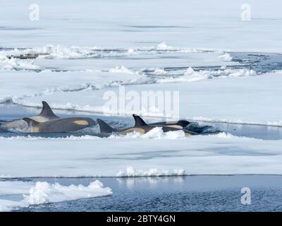 Typ Big B Killerwale (Orcinus Orca) auf der Suche nach Fiederschollen im Weddellmeer, Antarktis, Polarregionen Stockfoto