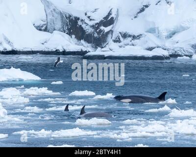 Typ Big B Killerwale (Orcinus Orca), die Eisschollen nach Nadelstollen im Lemaire Channel, Antarktis, Polarregionen suchen Stockfoto