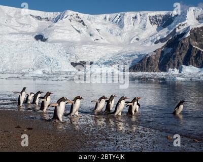 Gentoo-Pinguine (Pygoscelis papua), die in der Brutkolonie auf der Insel Cuverville, Antarktis, Polarregionen, wieder ins Meer zurückkehren Stockfoto