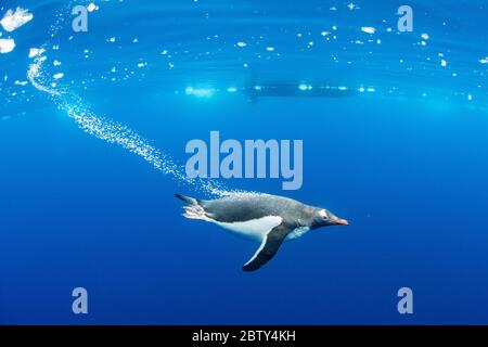 Gentoo-Pinguine (Pygoscelis papua), Unterwasser in klarem Wasser in Lindblad Cove, Trinity Peninsula, Antarktis, Polarregionen Stockfoto
