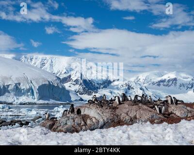 Gentoo-Pinguin (Pygoscelis papua), Brutkolonie an der chilenischen Forschungsstation Base Gonzalez Videla, Antarktis, Polarregionen Stockfoto