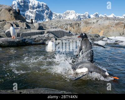 Gentoo-Pinguine (Pygoscelis papua), die in einem Schmelzwasserbecken am Jougla Point, Wiencke Island, Antarktis, Polarregionen spielen Stockfoto