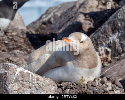 Ein leukistischer Gentoo-Pinguin (Pygoscelis papua), der an der chilenischen Basis Gonzalez Videla, Antarktis, Polarregionen, Mangel an Melanin zeigt Stockfoto