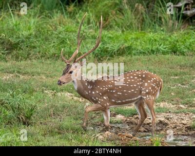 Ein männliches Reh der Sri-lankischen Achse (Axis Axis ceylonensis), Wilpattu Nationalpark, Sri Lanka, Asien Stockfoto