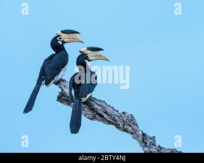 Ein Paar Malabar-Hornvögel (Anthracoceros coronatus), Udawalawe-Nationalpark, Sri Lanka, Asien Stockfoto