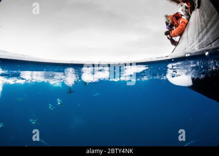 Gentoo-Pinguine (Pygoscelis papua), Unterwasser in klarem Wasser in Lindblad Cove, Trinity Peninsula, Antarktis, Polarregionen Stockfoto