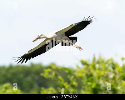 Ein erwachsener asiatischer Storch (Anastomus oscitans), der im Yala Nationalpark, Sri Lanka, Asien, fliegt Stockfoto