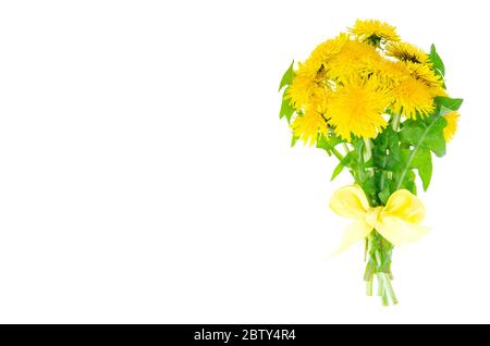 Bouquet von blühendem gelben Löwenzahn. Studio-Foto Stockfoto