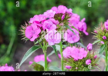 Eine Nahaufnahme einer süßen William-Pflanze mit rosa Blüten Stockfoto